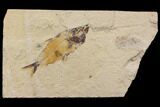 Cretaceous Fish (Primigatus) With Fossil Shrimp - Lebanon #147243-1